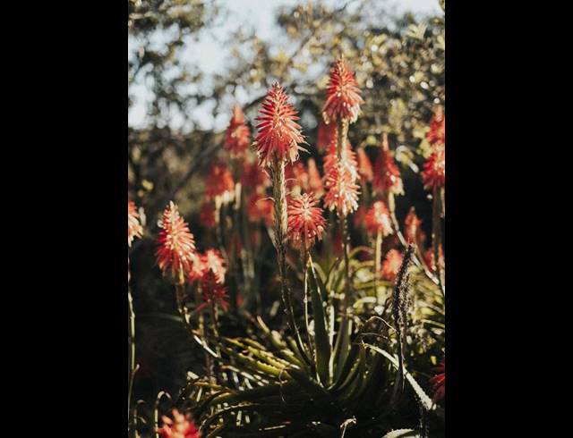 FARM FOR SALE IN AALWYNDAL